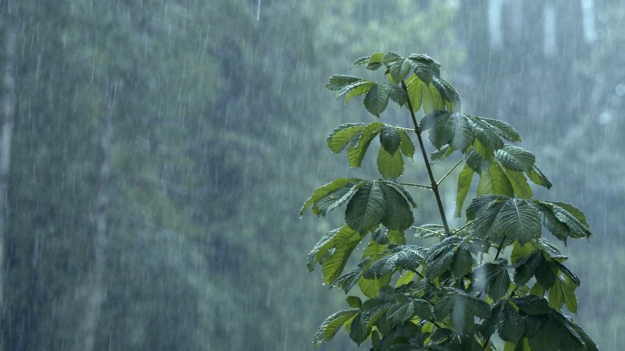 夏季公园或森林里的一场强雨，在前景有一棵树的日子里视频素材