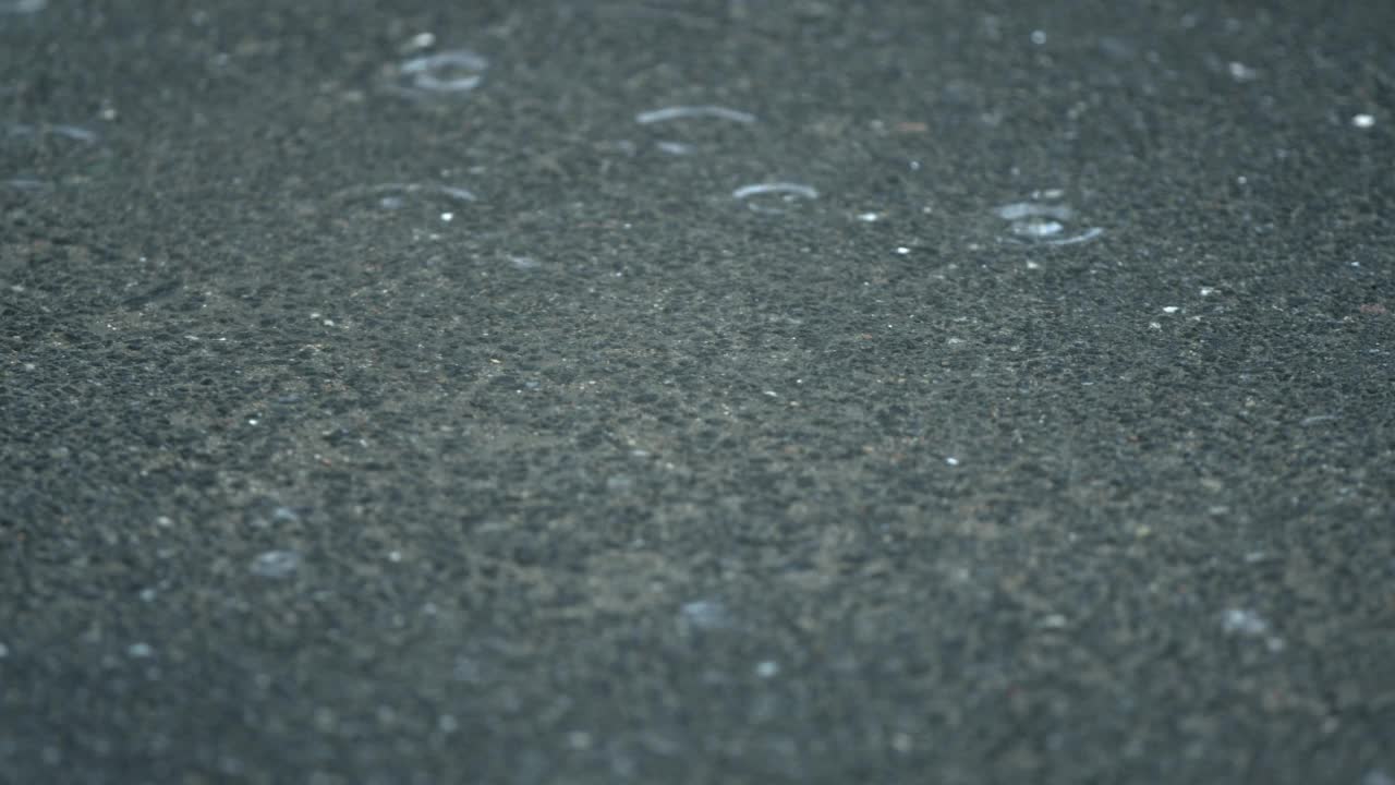 雨后灰色沥青上飞舞的杨树绒毛。视频素材