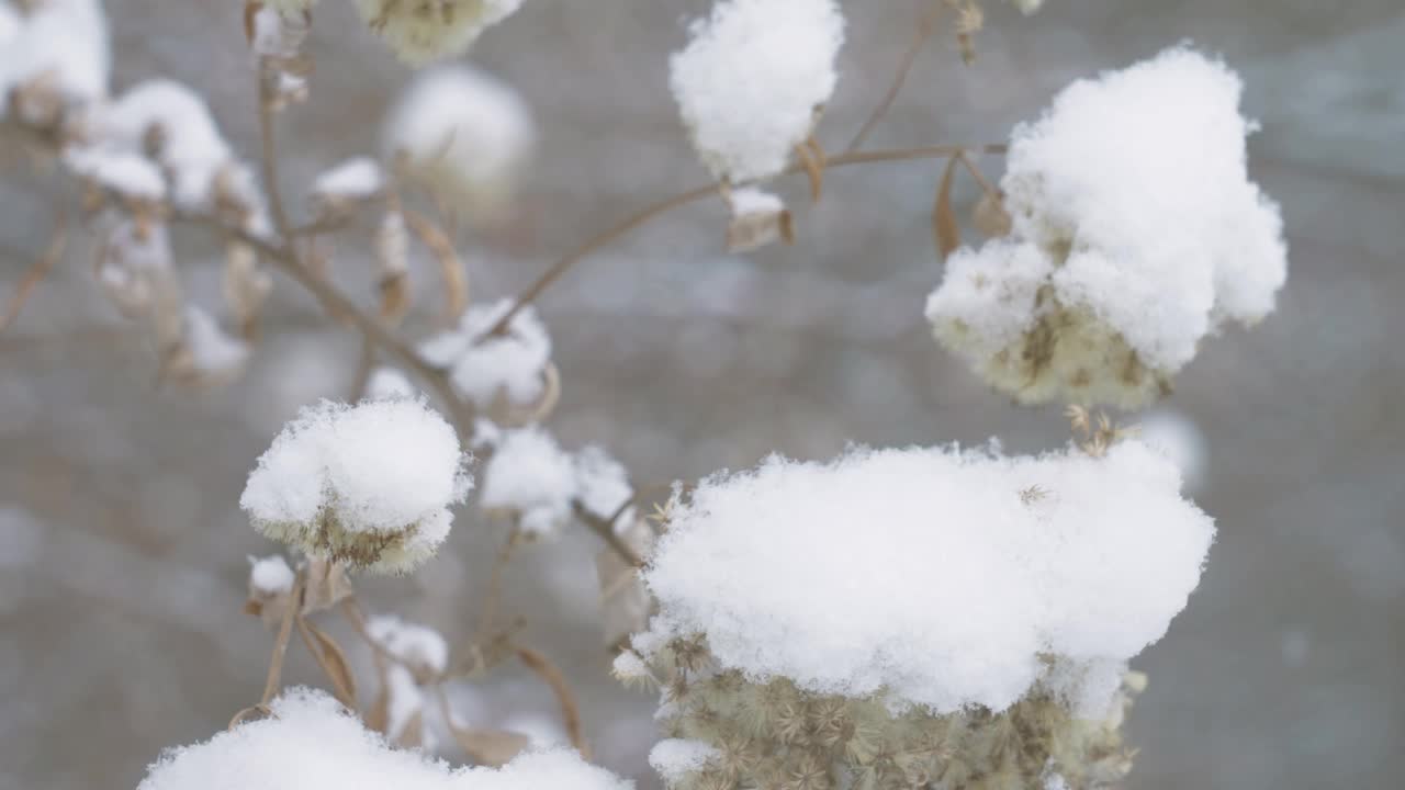 雪中的植物视频素材