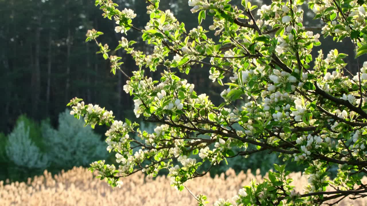 在早春的前景，美丽的盛开的树的白色花朵的树枝。春天的大自然视频素材