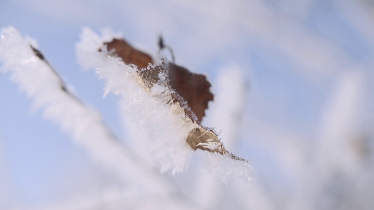 美丽的冬季自然背景，在霜冻的冬天，树枝被雪覆盖。有创造力。雪上树枝上一片干叶子的特写。视频素材