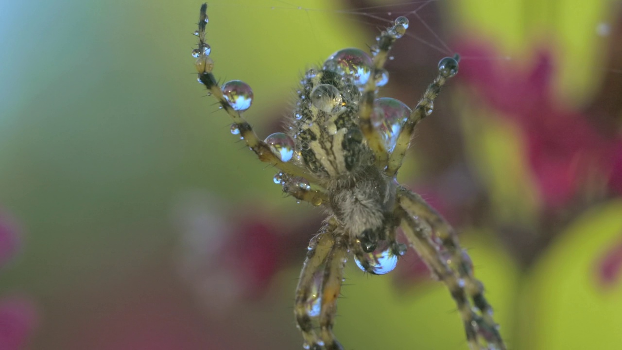 微距的小蜘蛛与水滴在它的身体。有创造力。蜘蛛昆虫在它的网在模糊的花卉背景。视频素材