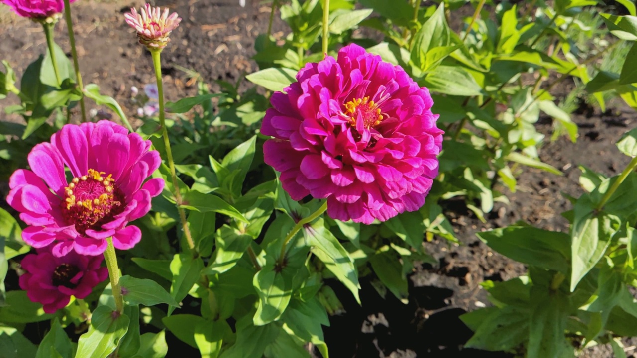 Zinnia花朵。百日草是菊科的一年生和多年生草本和灌木属。这种植物原产于北美中部和西南部视频素材