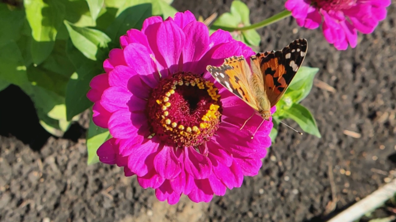 盛开百日草上的蝴蝶荨麻疹(Aglais urticae)百日草是菊科的一年生和多年生草本和灌木属。古罗马人相信蝴蝶是被风吹来的花朵。视频素材