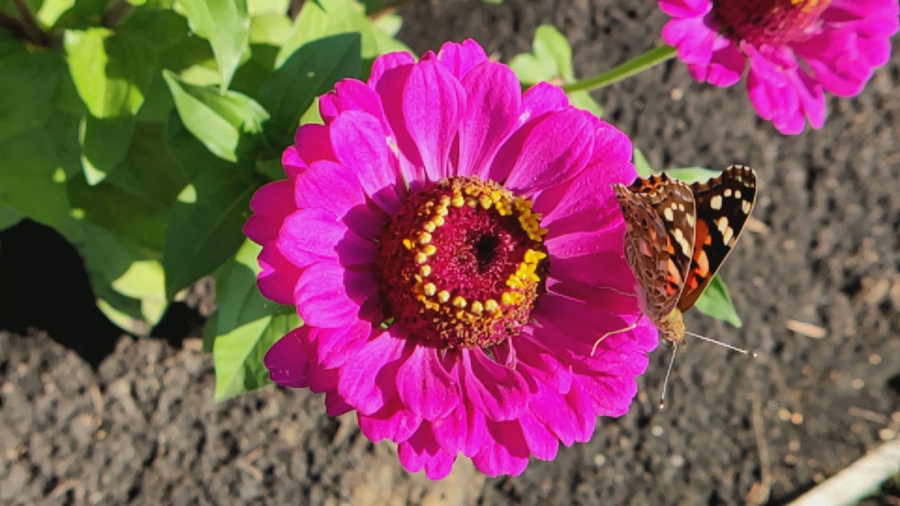 盛开百日草上的蝴蝶荨麻疹(Aglais urticae)百日草是菊科的一年生和多年生草本和灌木属。古罗马人相信蝴蝶是被风吹来的花朵。视频素材