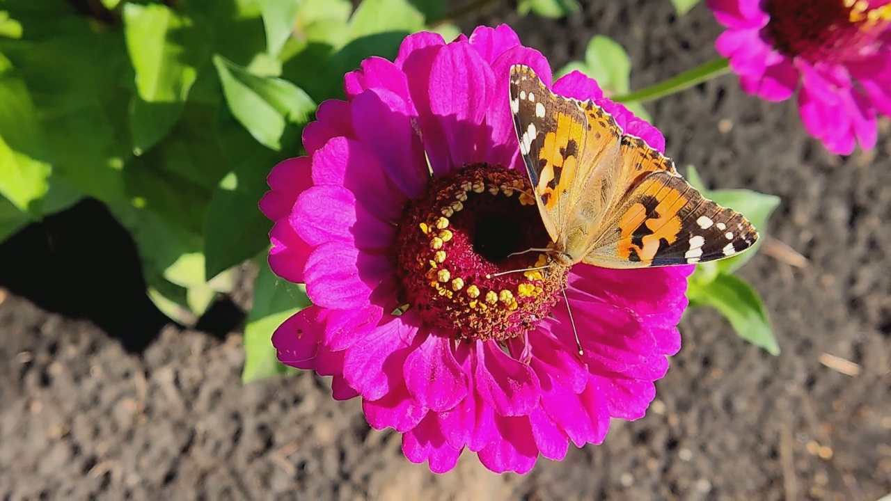 盛开百日草上的蝴蝶荨麻疹(Aglais urticae)百日草是菊科的一年生和多年生草本和灌木属。古罗马人相信蝴蝶是被风吹来的花朵。视频素材