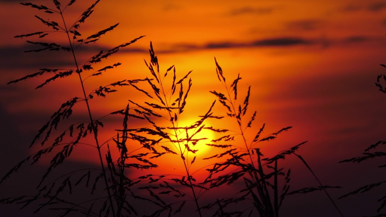 草地剪影和夕阳背景。视频素材