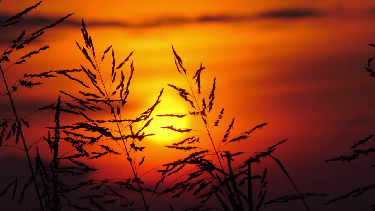 草地剪影和夕阳背景。视频素材