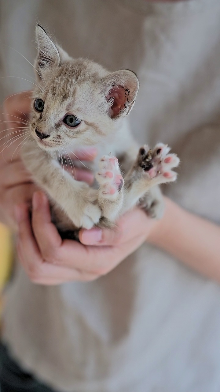 爱宠物的女人和她的猫视频素材