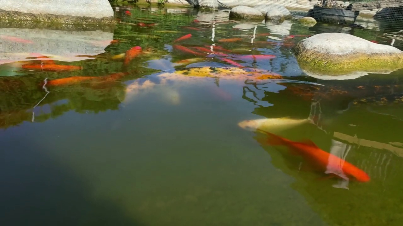 锦鲤在花园池塘里视频素材