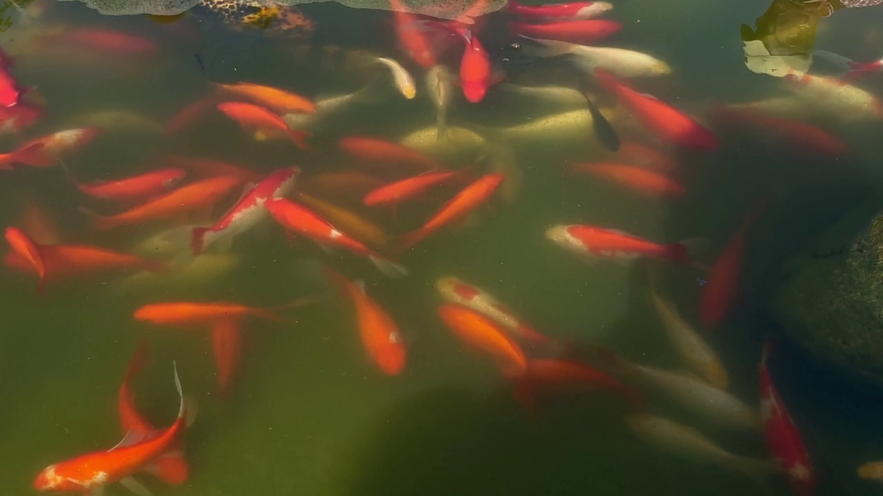 锦鲤在花园池塘里视频素材