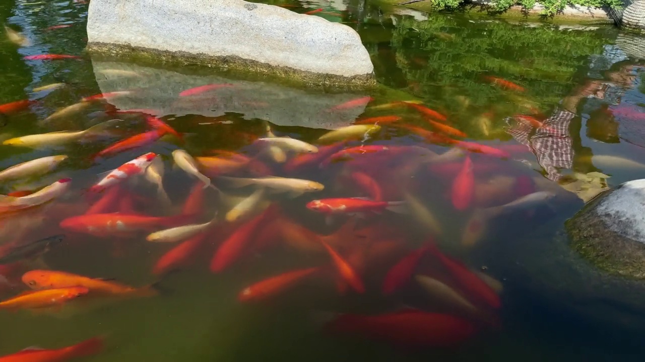 锦鲤在花园池塘里视频素材