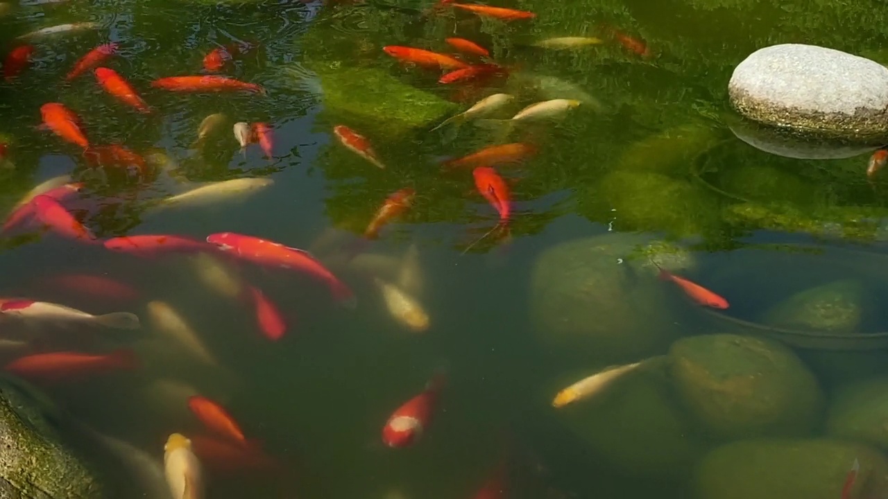 锦鲤在花园池塘里视频素材