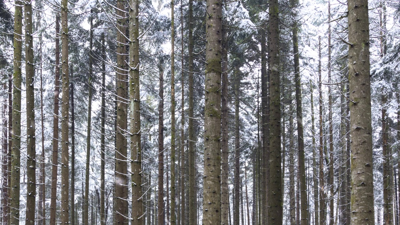 冬雪期间的寒冷针叶林景观。野生林地里美丽的雪花。视频素材