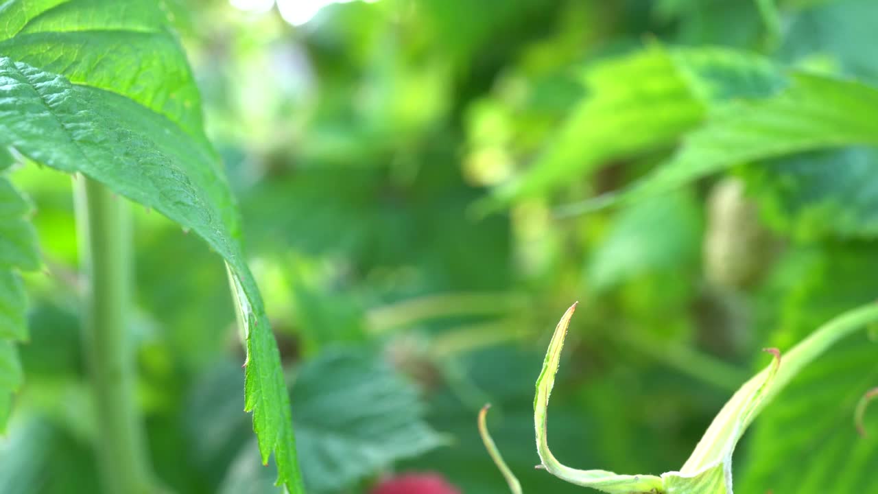 垂直宏覆盆子洋娃娃。微距幻灯片拍摄覆盆子丛。视频素材