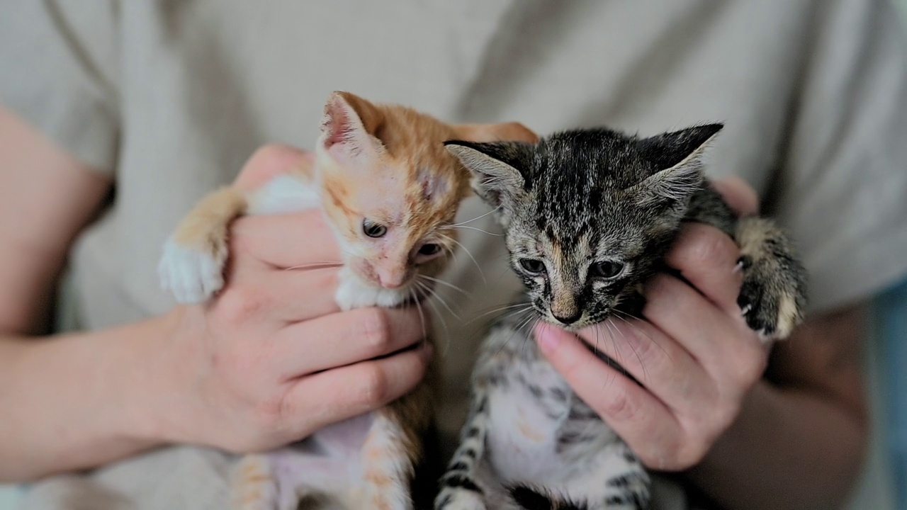 爱宠物的女人和她的猫视频素材