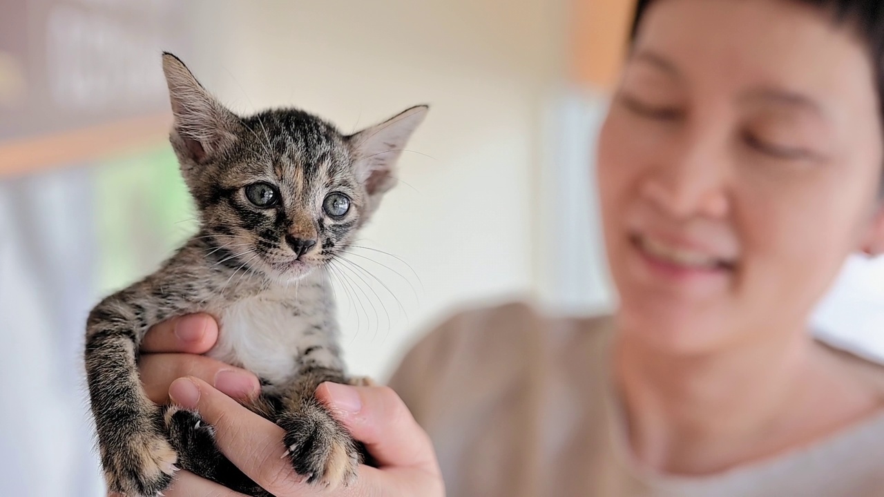 爱宠物的女人和她的猫视频素材