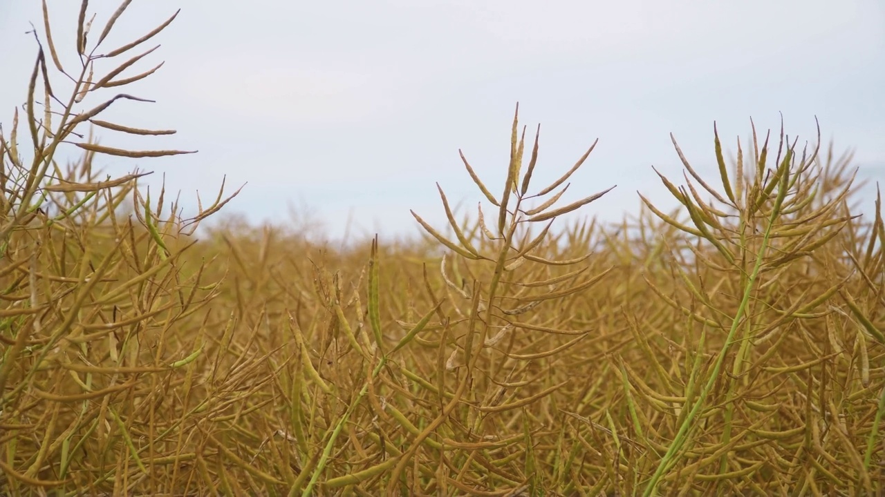 黄油菜花田里的干油菜籽准备收割视频素材