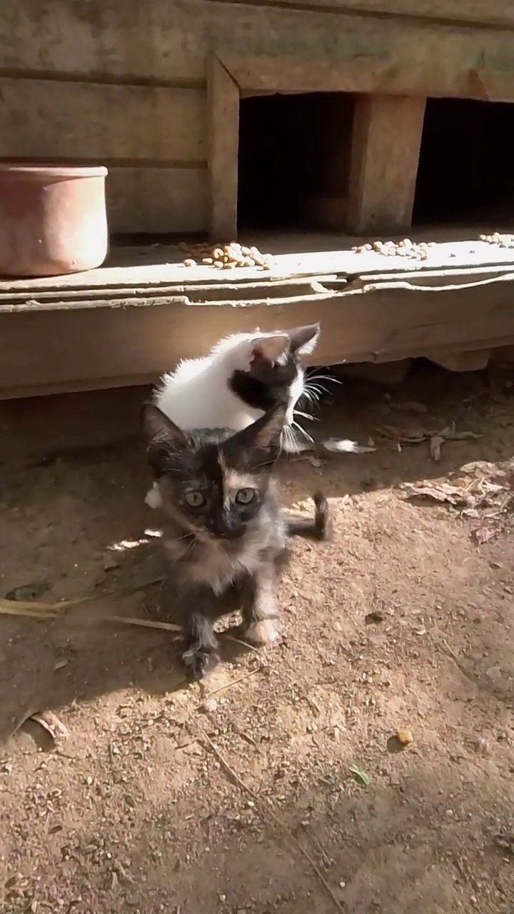 可爱又健康的流浪猫和它们的妈妈在公园的猫屋前玩耍视频素材