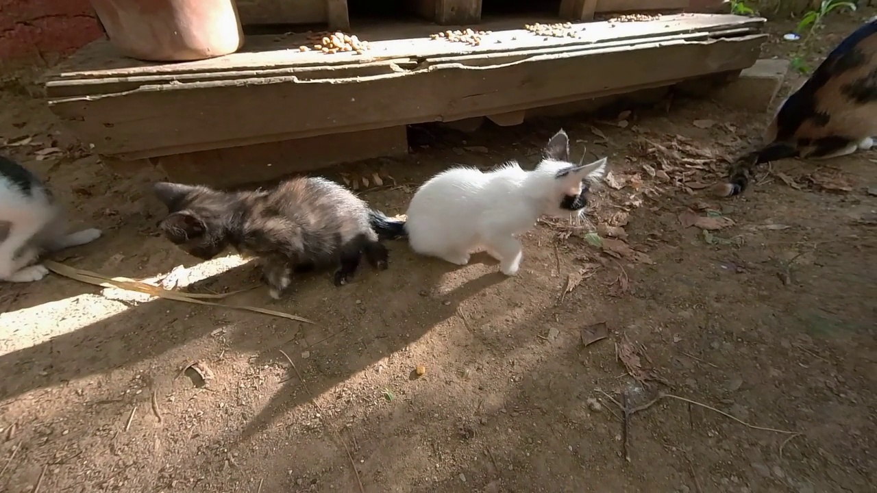 可爱又健康的流浪猫和它们的妈妈在公园的猫屋前玩耍视频素材