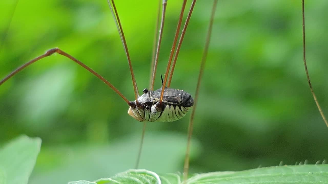 热带雨林中，收割者站在绿叶上。视频素材