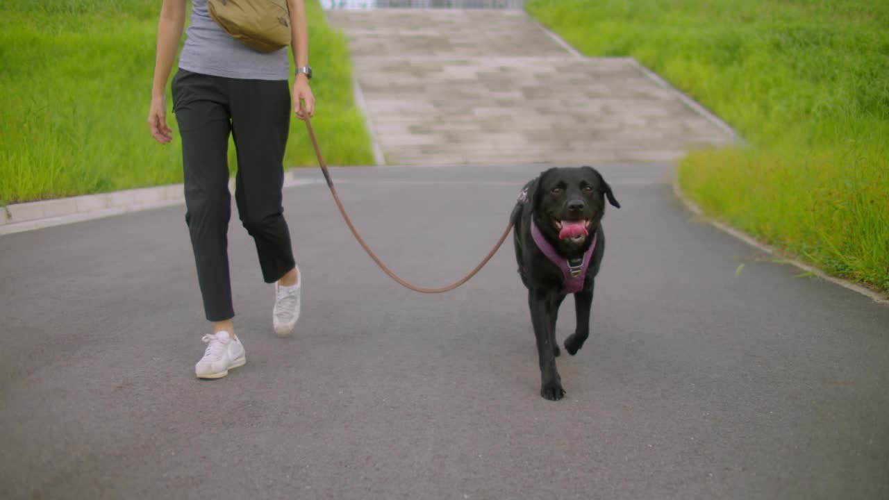 拉布拉多猎犬在公园散步视频素材