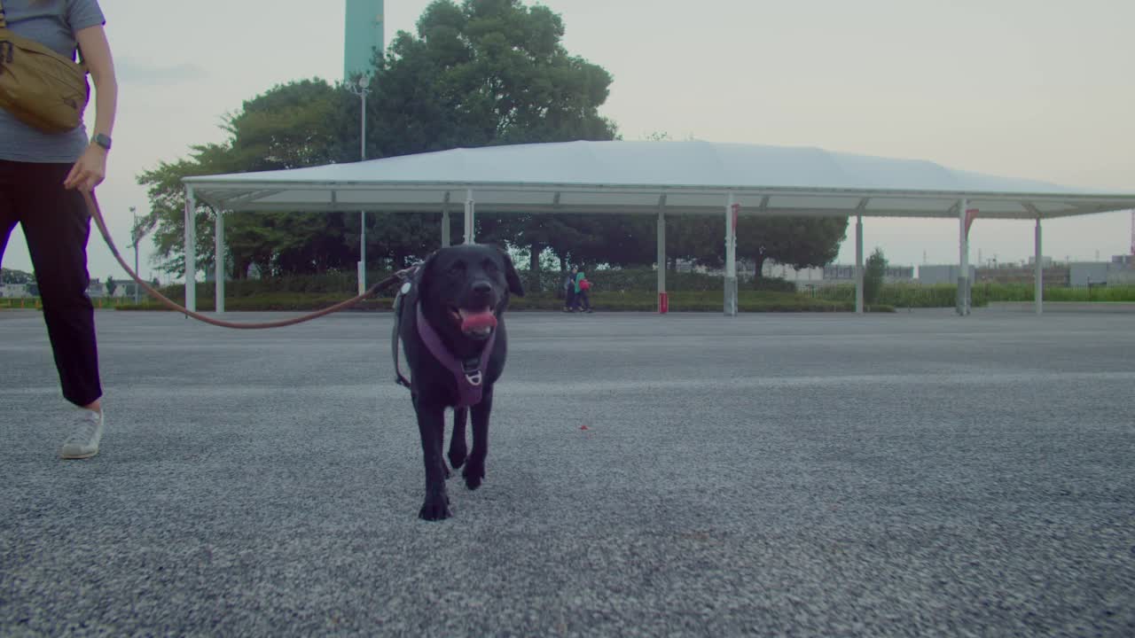 拉布拉多猎犬在公园散步视频素材