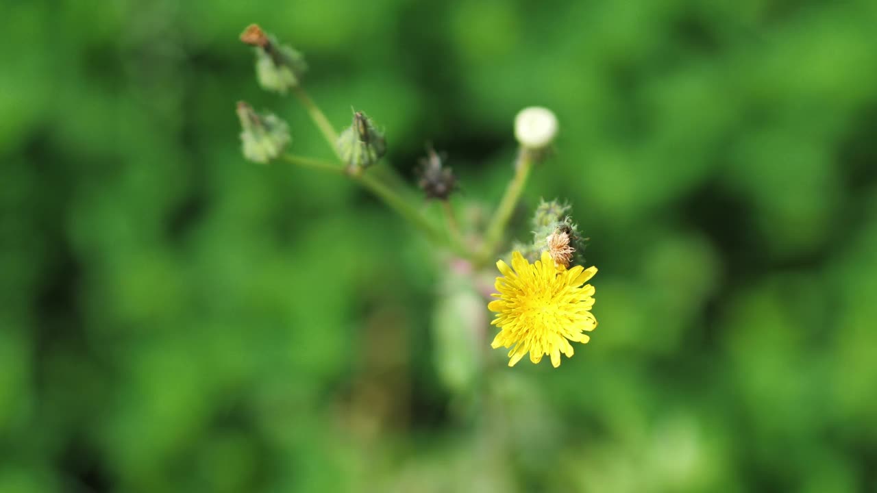 靠近黄色的蒲公英花视频素材