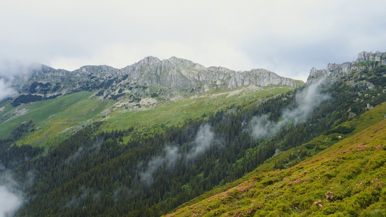 山峰和雾从森林中冒出来的全景。视频素材