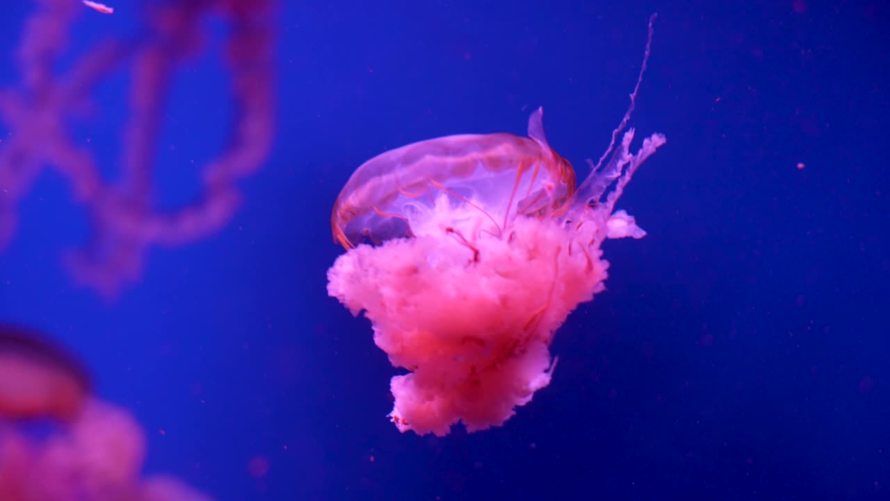 发光的水母在水族馆里游泳视频素材