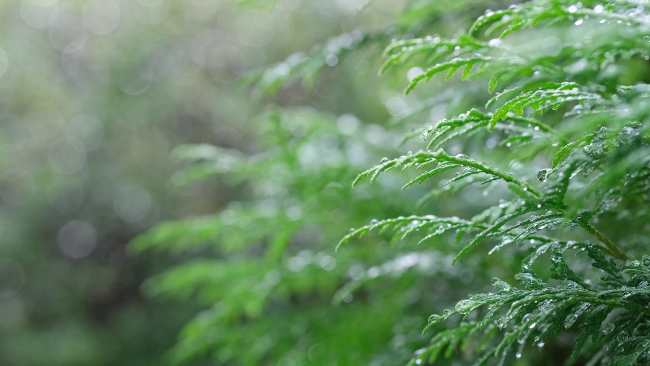 一棵挂着雨滴的菩提树在风中摇曳。视频素材