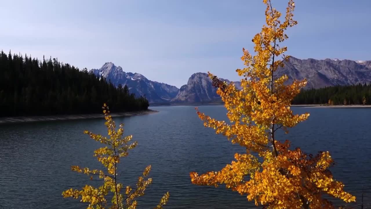 杰克逊湖外的莫兰山，前景是秋叶在吹。视频素材