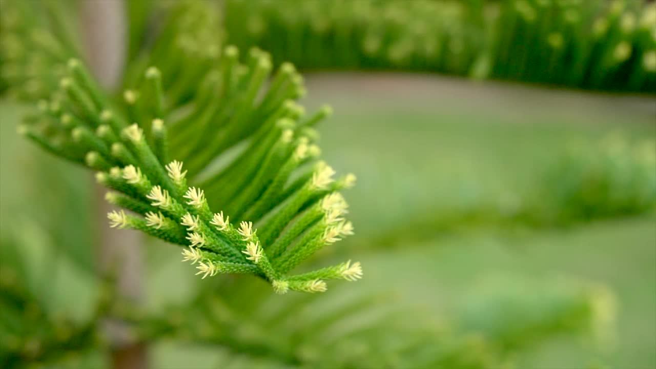 绿色针叶树树枝在风中摇曳的特写。自然美。散景微距镜头视频素材