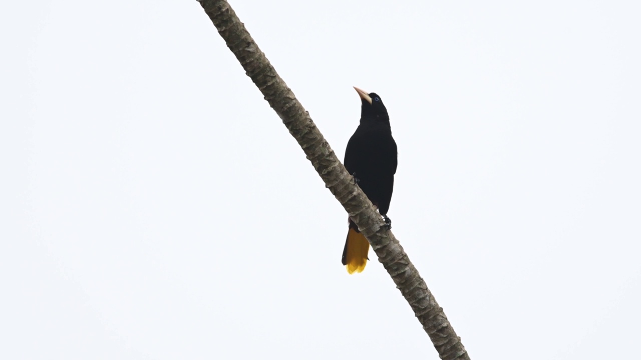 冠毛Oropendola (Psarocolius decumanus)栖息在塞拉多的一根树枝上。视频素材