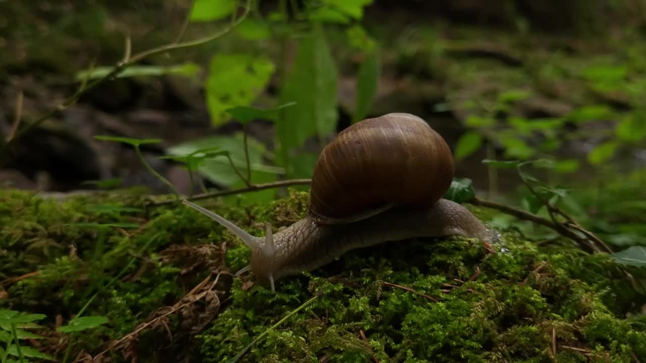 罗马的蜗牛视频素材