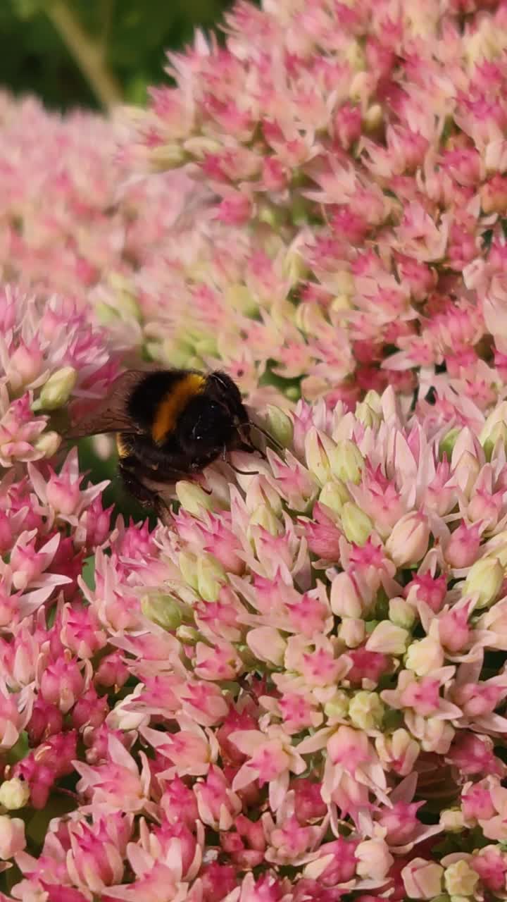 大黄蜂收集花粉视频素材