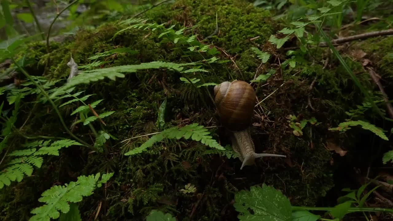 罗马的蜗牛视频素材