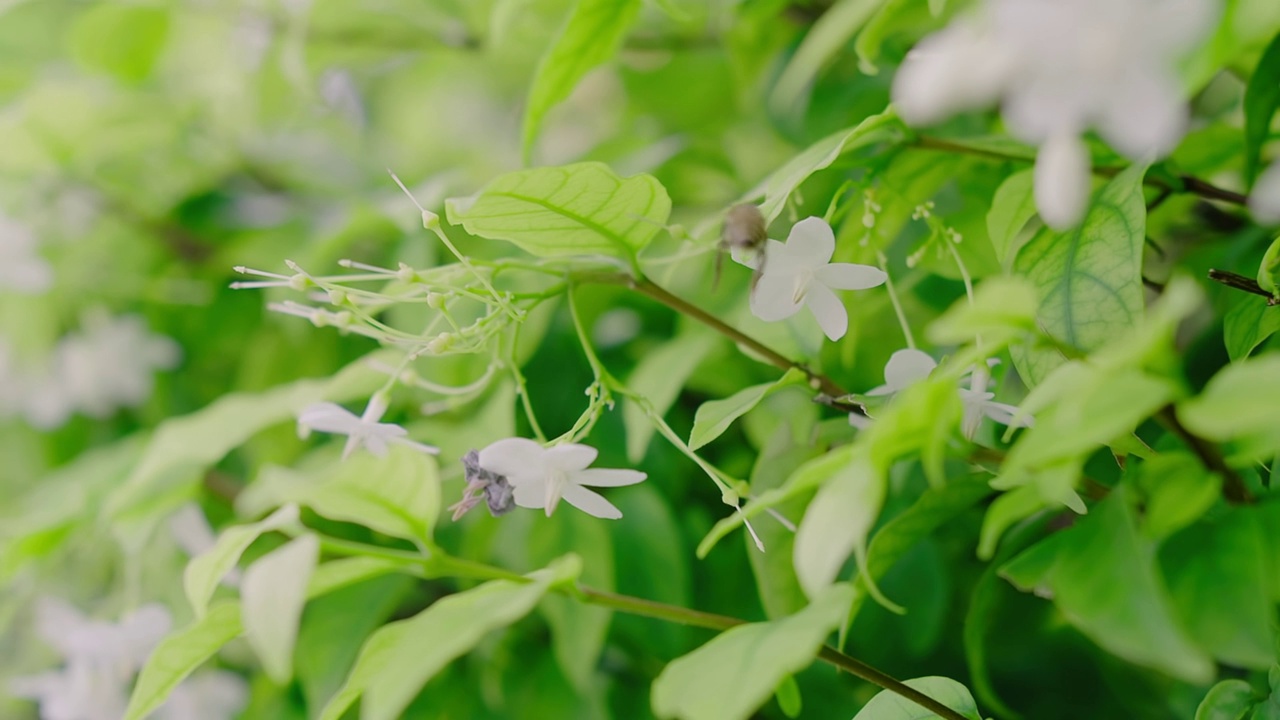 慢动作近距离拍摄蜜蜂飞行和采集花粉，在阳光明媚的日子里，在绿色的自然花园中，春天的白花盛开视频素材