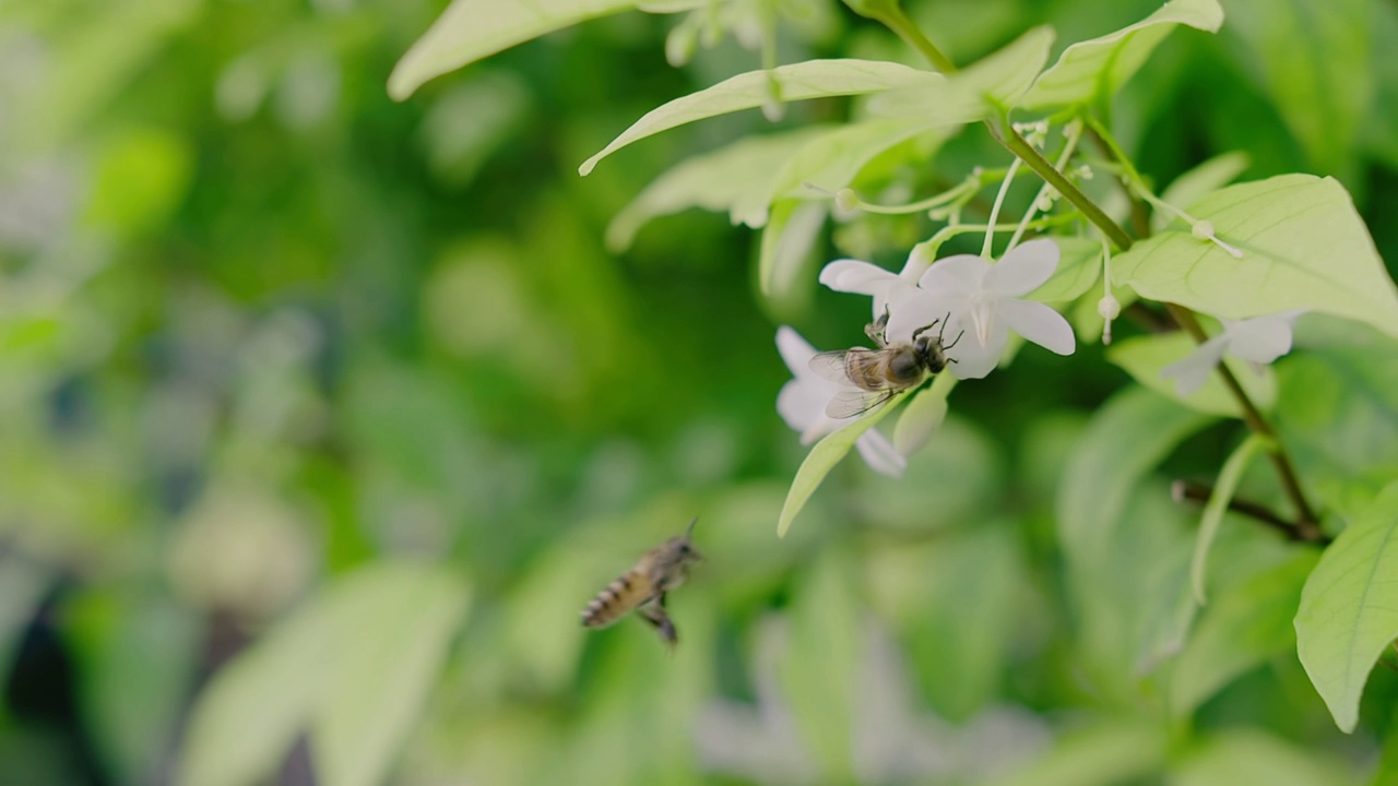 慢动作近距离拍摄蜜蜂飞行和采集花粉，在阳光明媚的日子里，在绿色的自然花园中，春天的白花盛开视频素材