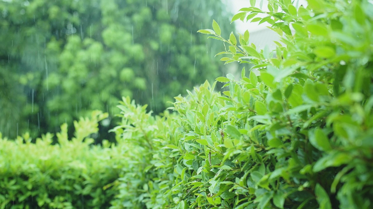 天气雨落在热带自然的新鲜绿叶植物在丛林雨林，环境自然户外叶生长在春季雨季视频素材