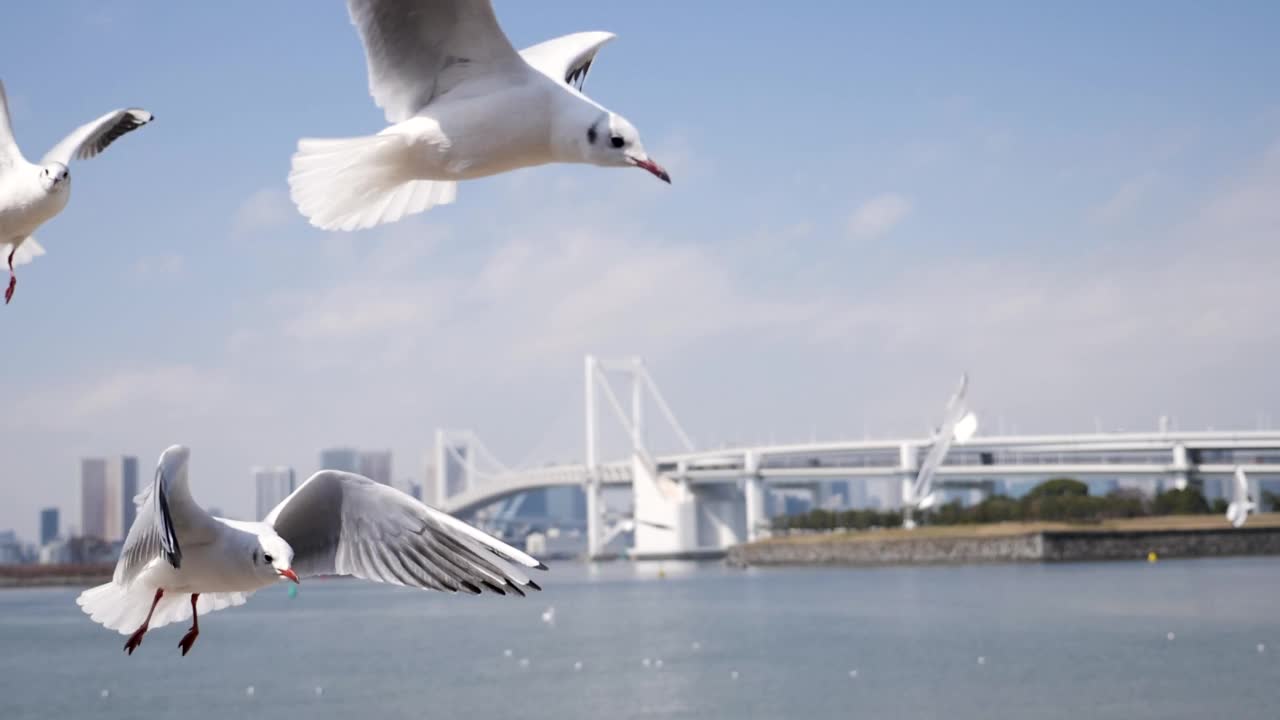 东京台场，飞行的海鸥在慢动作中寻找食物视频素材