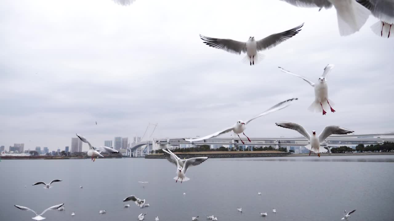 东京台场，飞行的海鸥在慢动作中寻找食物视频素材