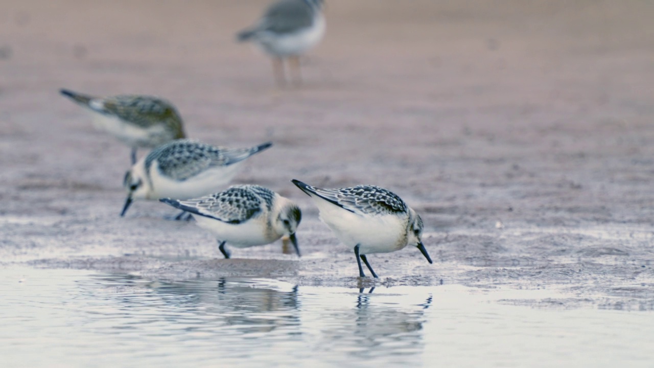 在一个秋天的早晨，一群山雏鸟(Calidris alba)沿着沙滩和浅水走着寻找食物。视频素材