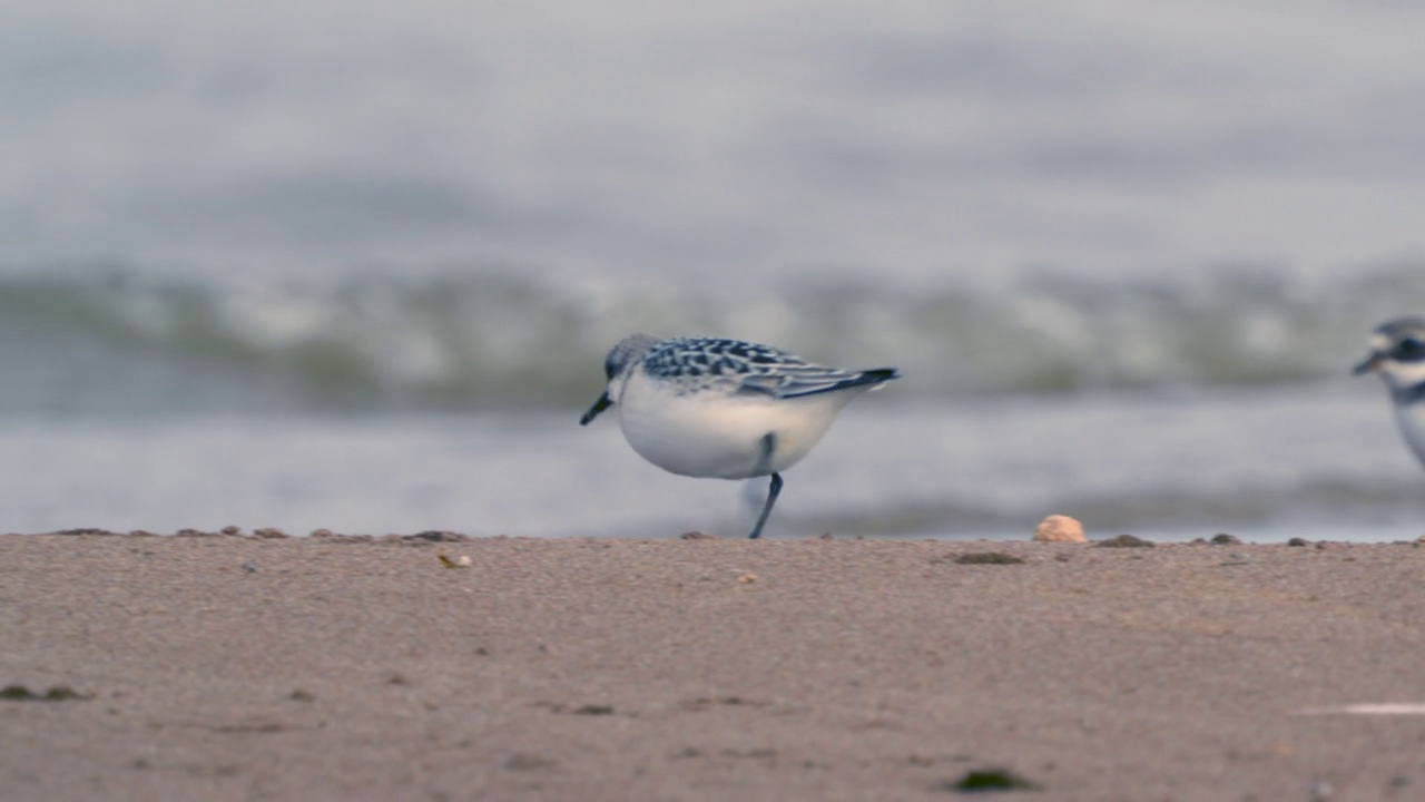 桑德林(Calidris alba)沿着沙滩和浅水散步，寻找食物，并在一个秋天的早晨吃它。视频素材