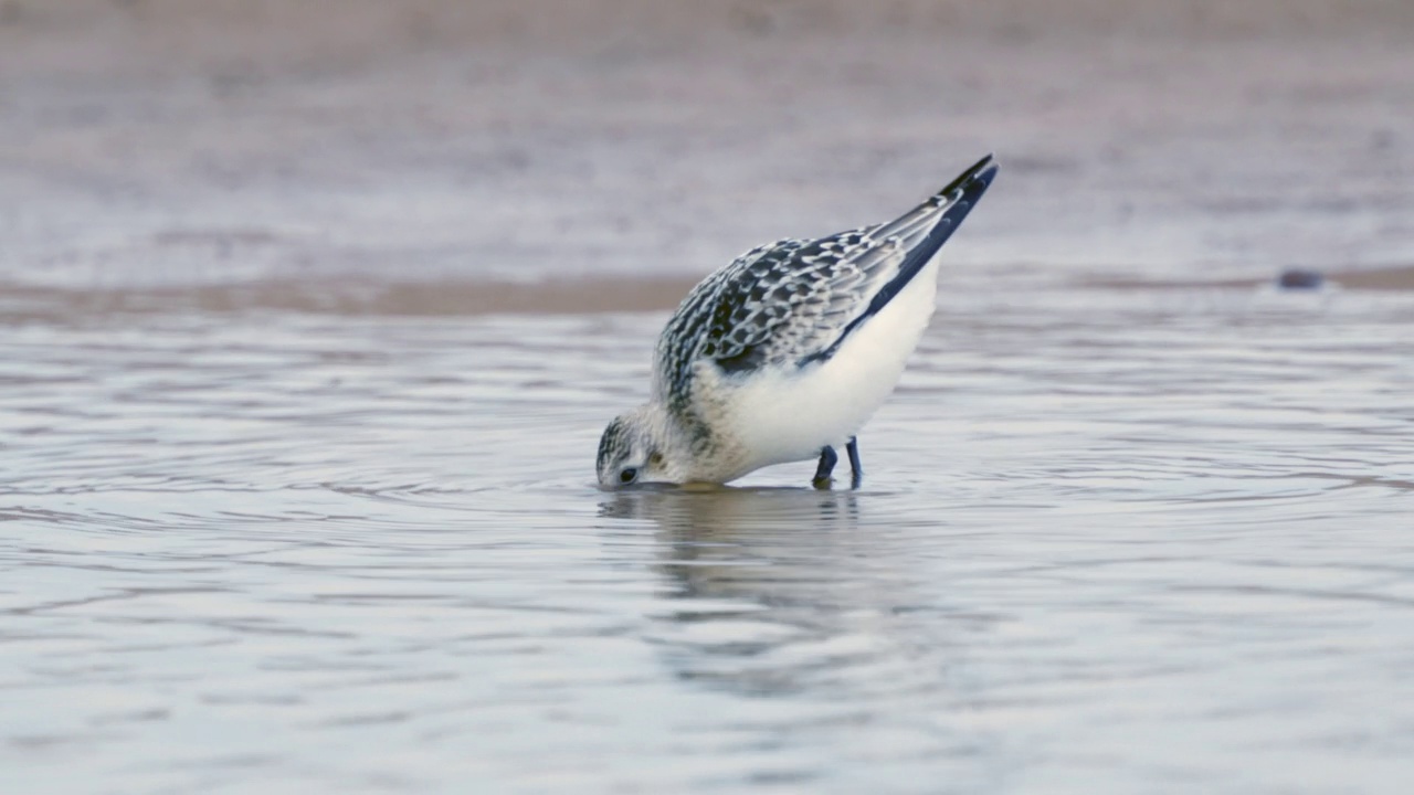 桑德林(Calidris alba)沿着沙滩和浅水散步，寻找食物，并在一个秋天的早晨吃它。视频素材