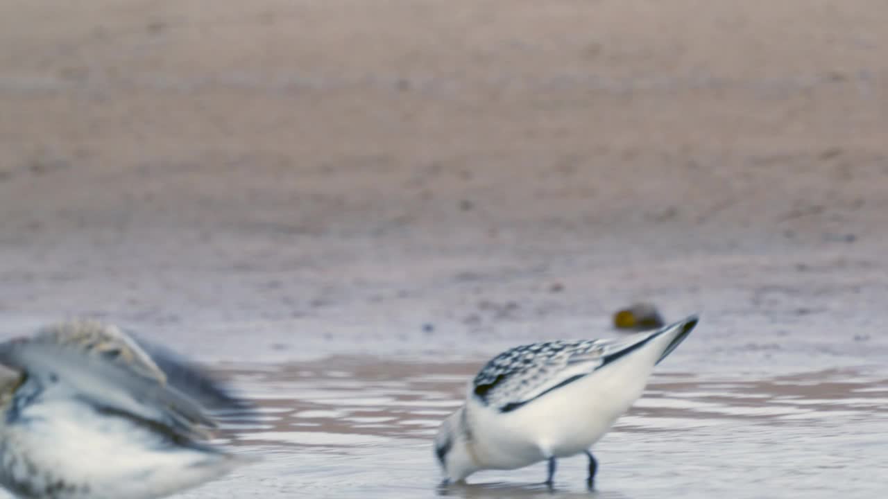 桑德林(Calidris alba)沿着沙滩和浅水散步，寻找食物，并在一个秋天的早晨吃它。视频素材