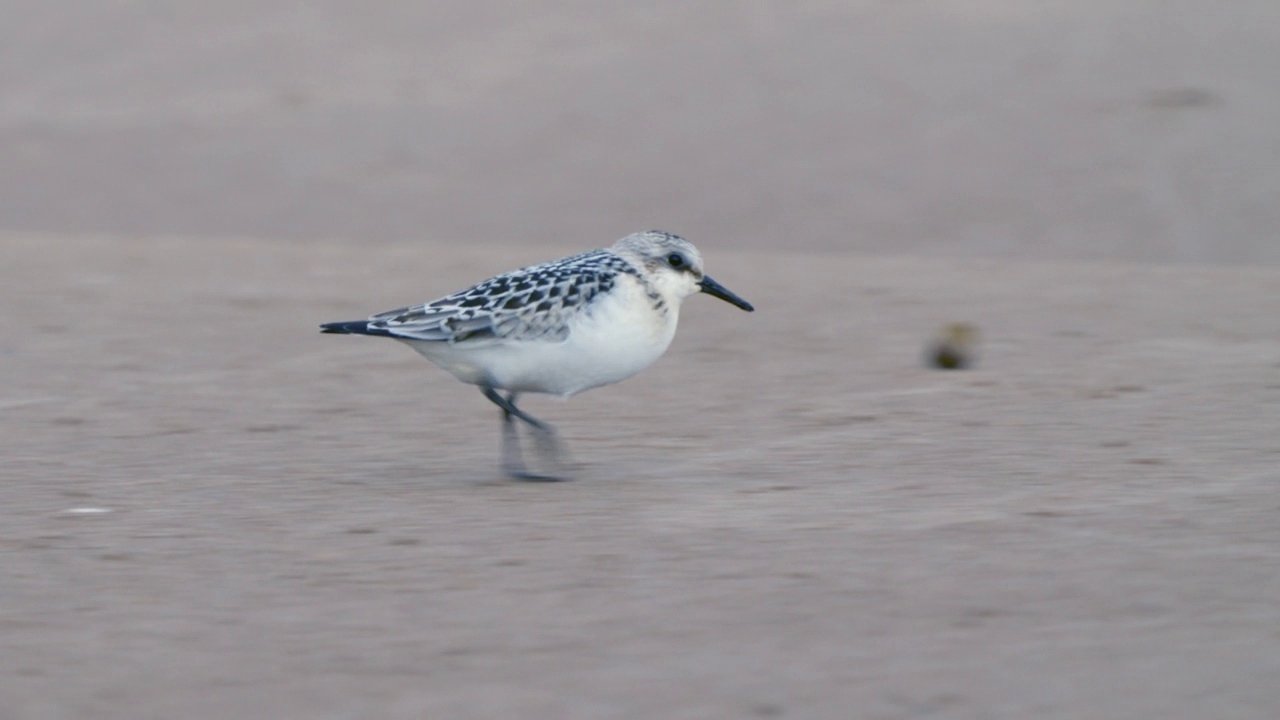 桑德林(Calidris alba)沿着沙滩和浅水散步，寻找食物，并在一个秋天的早晨吃它。视频素材