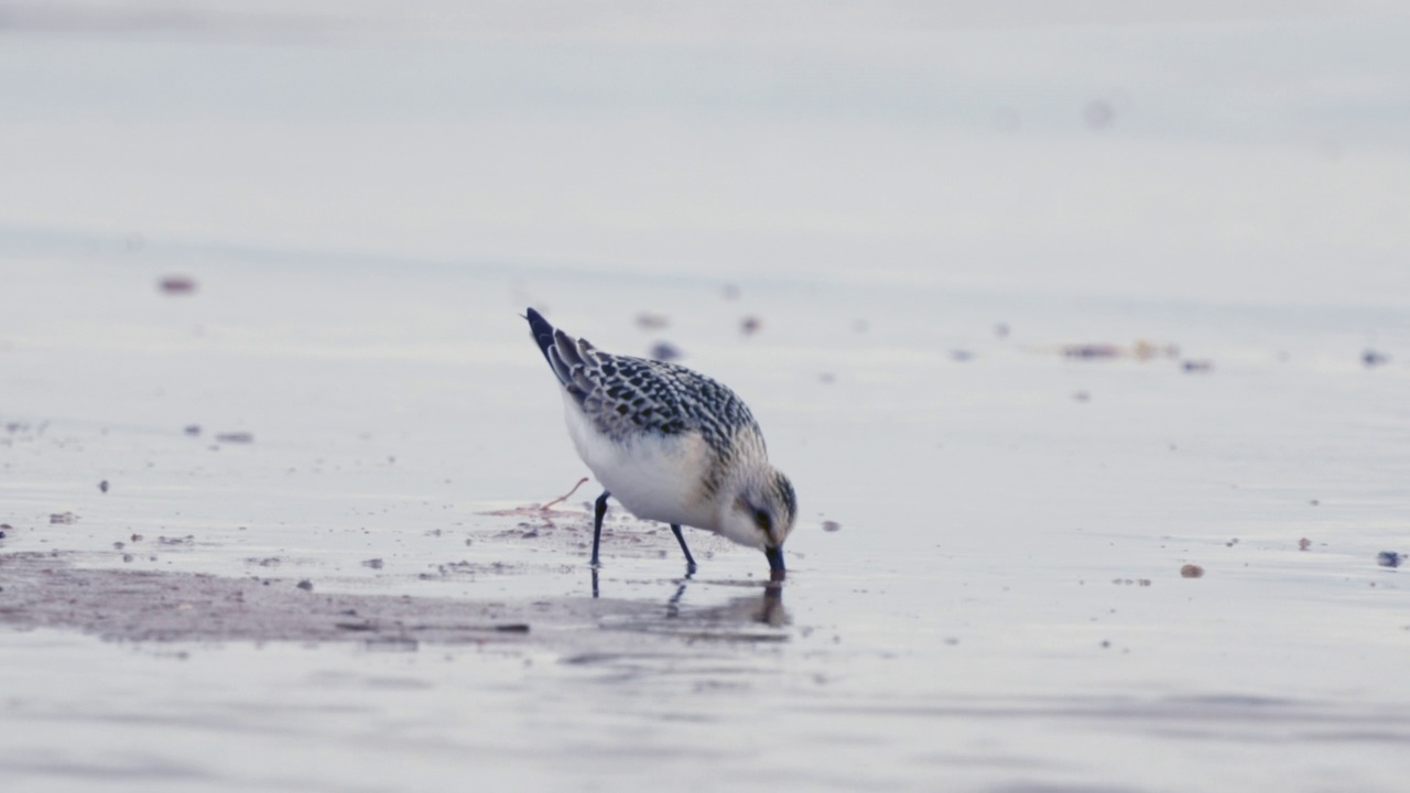 桑德林(Calidris alba)沿着沙滩和浅水散步，寻找食物，并在一个秋天的早晨吃它。视频素材