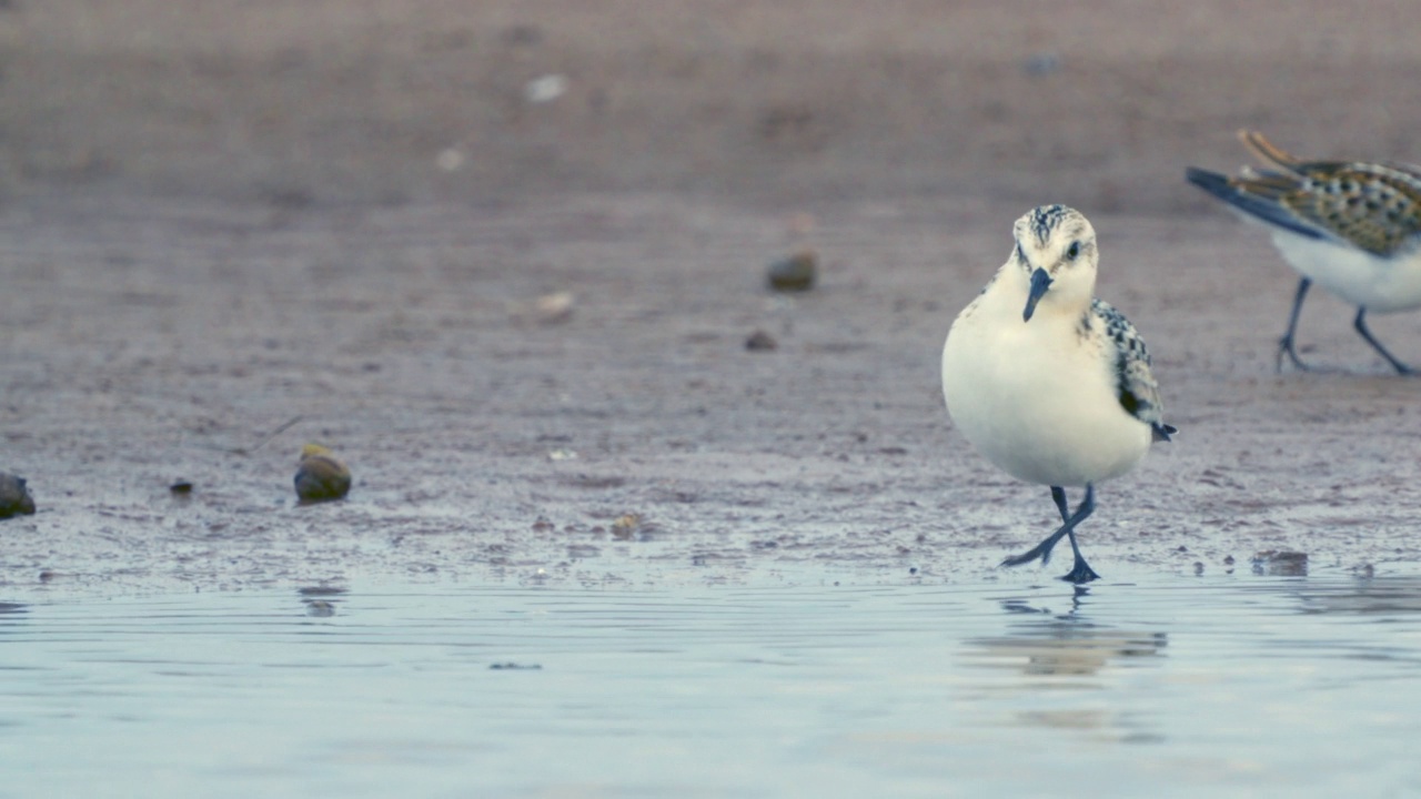 桑德林(Calidris alba)沿着沙滩和浅水散步，寻找食物，并在一个秋天的早晨吃它。视频素材