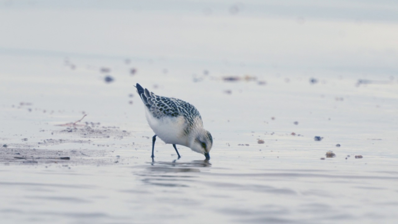 桑德林(Calidris alba)沿着沙滩和浅水散步，寻找食物，并在一个秋天的早晨吃它。视频素材